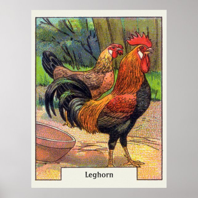 Póster Pollo de leghorn vintage (Frente)