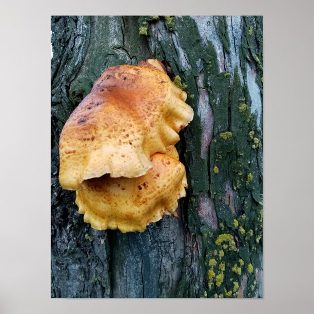 Póster Pollo de los bosques (Frente)