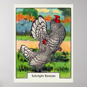 Póster Pollo del gallo de Sebright del vintage