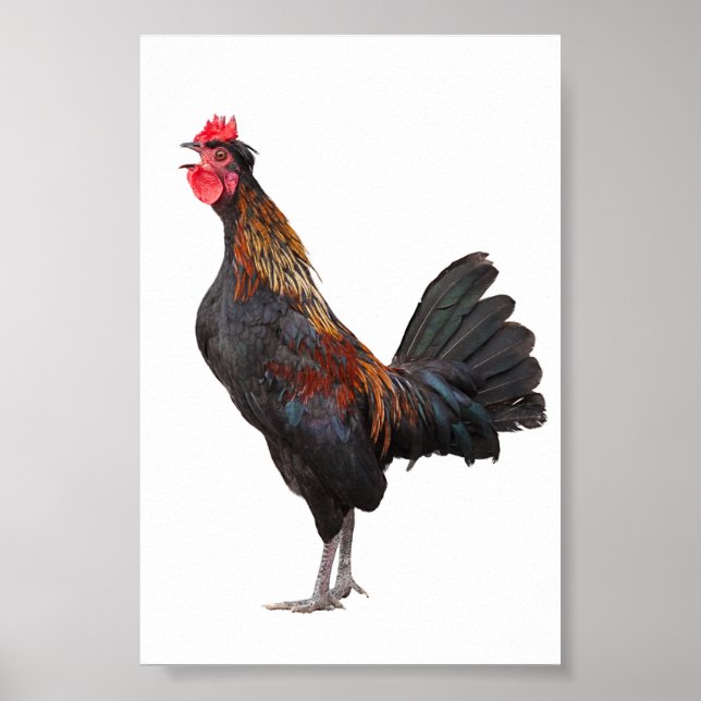 Póster Pollo deslumbrante (Frente)