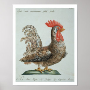 Póster Pollo enano, c.1767-76 (grabado coloreado mano