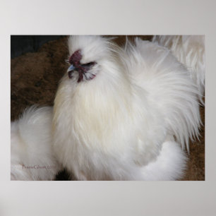 Póster Pollo Fluffy 2