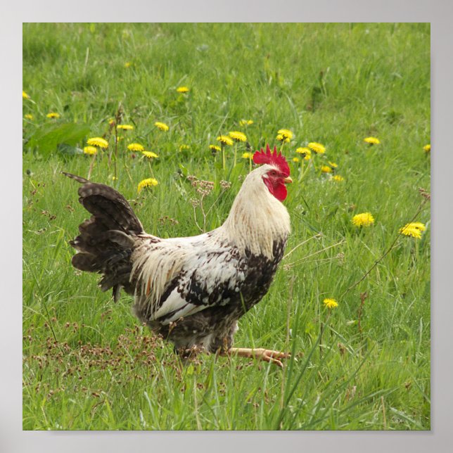Póster pollo, gallo, animal, ave, granja, agricultura, (Frente)