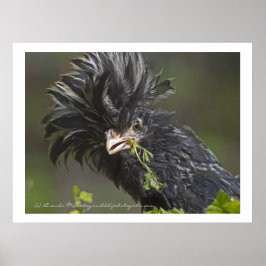 Póster Pollo polaco