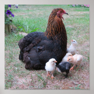 Póster pollo, pollitos, pollos, pollos, animales, aves,