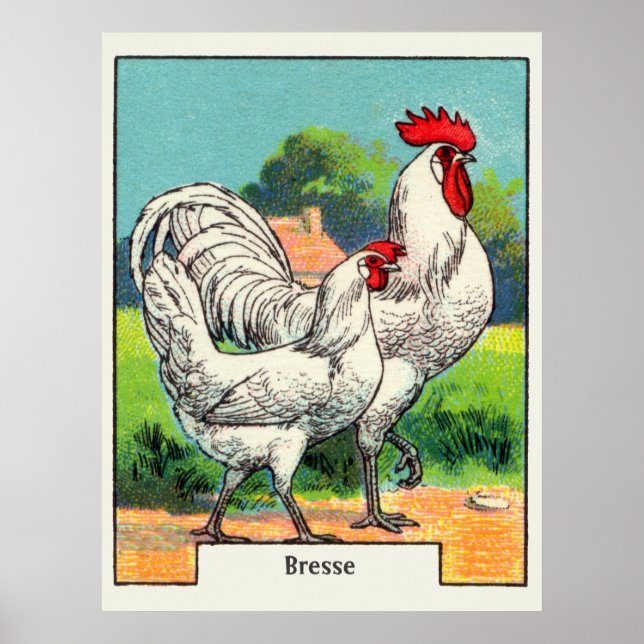 Póster Pollo Vintage Bresse (Frente)