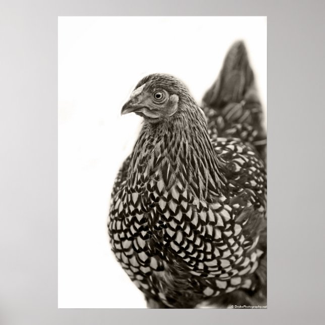 Póster Pollo Wyandotte (Frente)