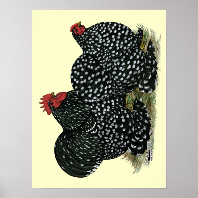 Póster Pollos con motor Cochin (Frente)