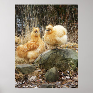 Póster Pollos de color de ante de Silkie que se unen el