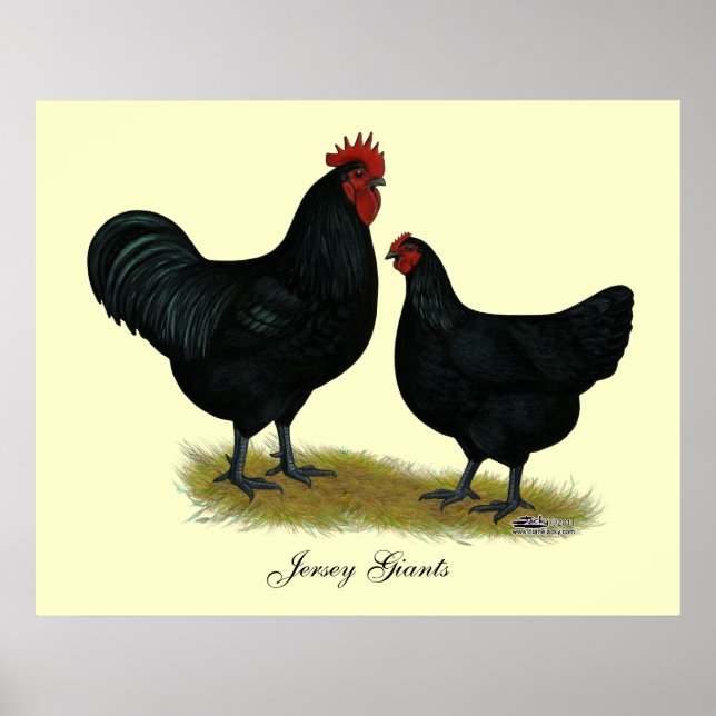 Póster Pollos de Jersey Giant (Frente)