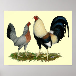 Póster Pollos de oro de Duckwing