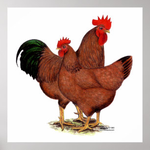 Póster Pollos del rojo de la producción
