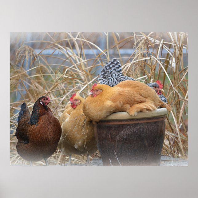 Póster Pollos divertidos (Frente)