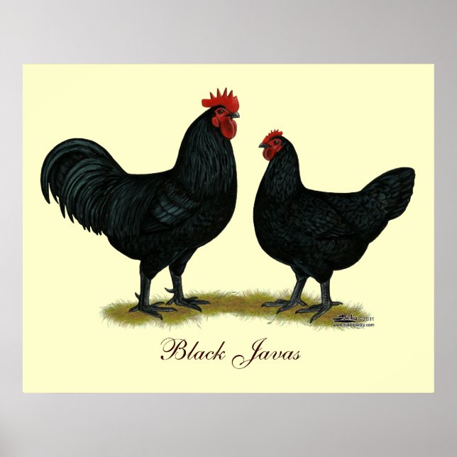 Póster Pollos Java negros (Frente)
