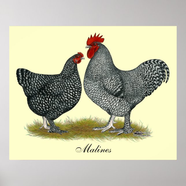 Póster Pollos malinos (Frente)