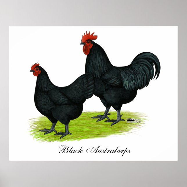 Póster Pollos negros de Australorp (Frente)