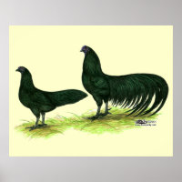 Pollos negros de Sumatra