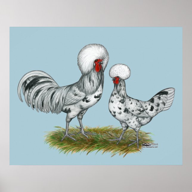 Póster Pollos polacos de esplash (Frente)