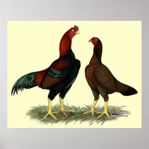 Póster Pollos Rojos Negros Aseel