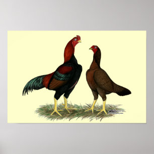 Póster Pollos Rojos Negros Aseel
