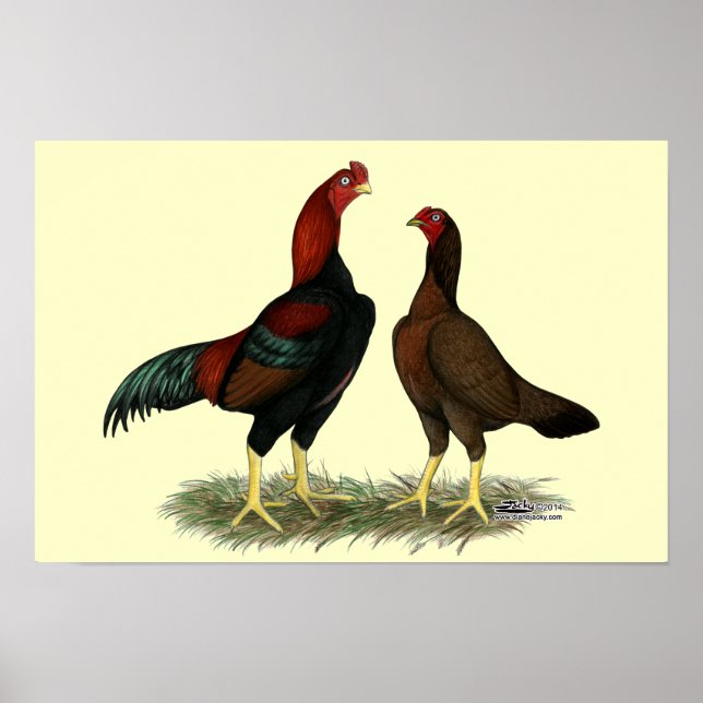 Póster Pollos Rojos Negros Aseel (Frente)