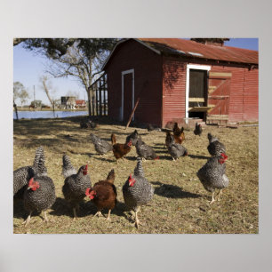 Póster Pollos trabajando terrenos cerca de la casa de las