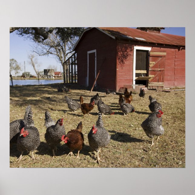 Póster Pollos trabajando terrenos cerca de la casa de las (Frente)