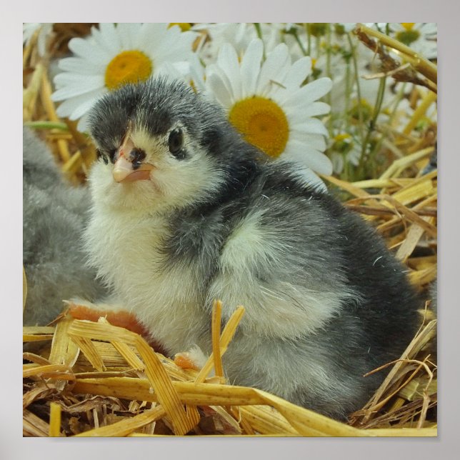 Póster polluelo, animal, bebé, lindo, amarillo floral, bl (Frente)