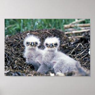 Póster Polluelos del águila calva