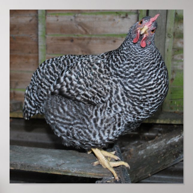 Póster Polly, la roca de la Plymouth (Frente)