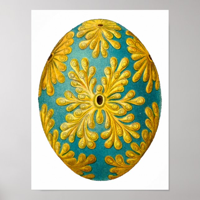 Póster Polyclinum constellatum Ernst Haeckel Bella Artes (Frente)