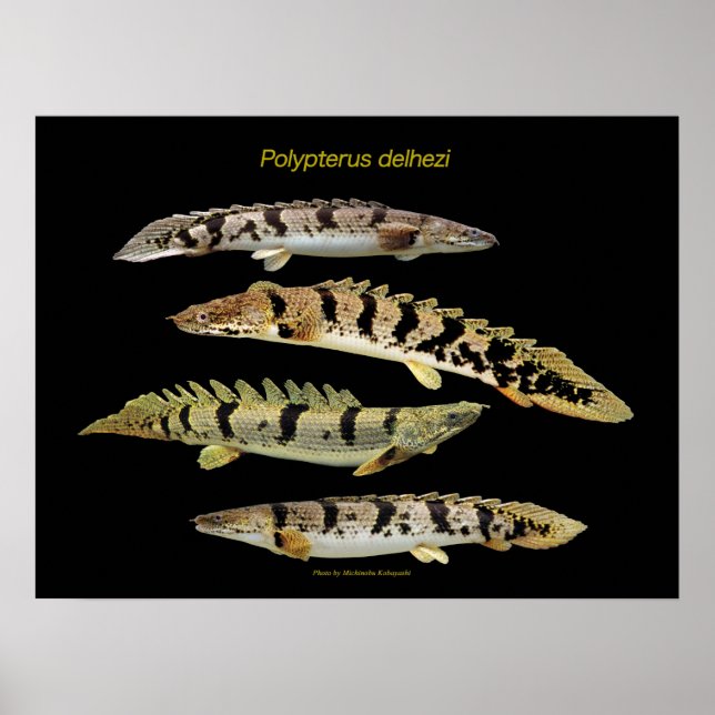 Póster Polypterus delhezi の ポ ス タ (Frente)