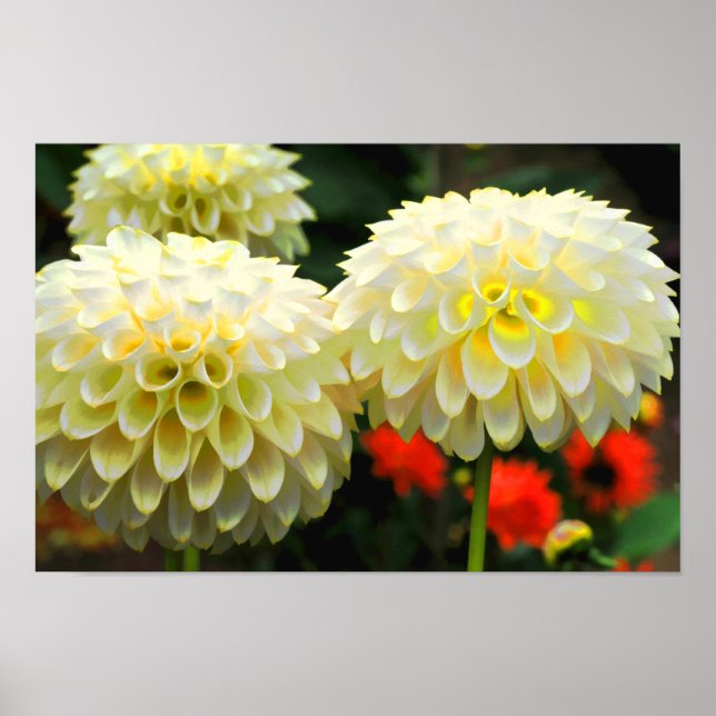Póster Pom Pom Dahlias Print (Frente)