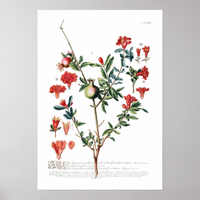 Póster Pomegranato (Frente)