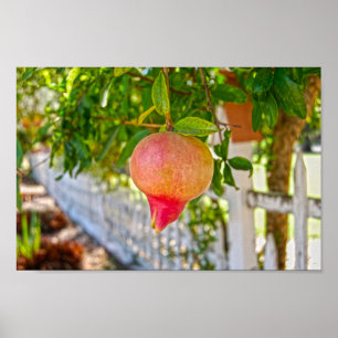 Póster Pomegranato en Sonoma, California