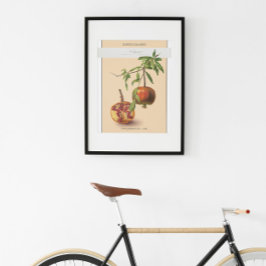 Póster Pomegranato, Poster de Ilustracion botánico ventil
