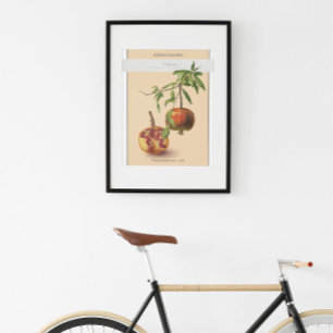 Póster Pomegranato, Poster de Ilustracion botánico ventil