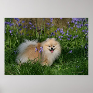 Póster Pomerania de pie mirando a la cámara