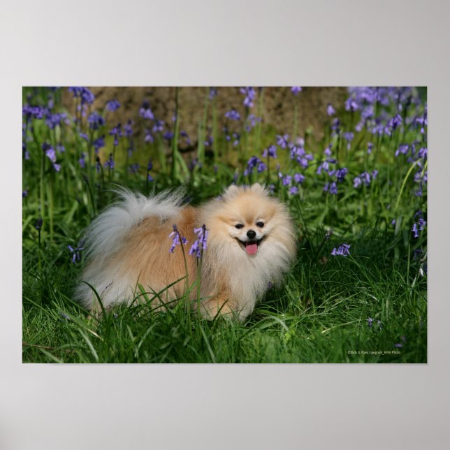 Póster Pomerania de pie mirando a la cámara (Frente)