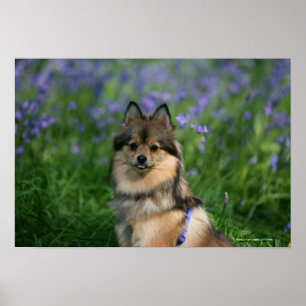 Póster Pomerania en la hierba