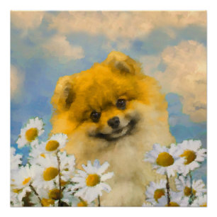 Póster Pomerania en pintura de Daisies - Arte de perro or