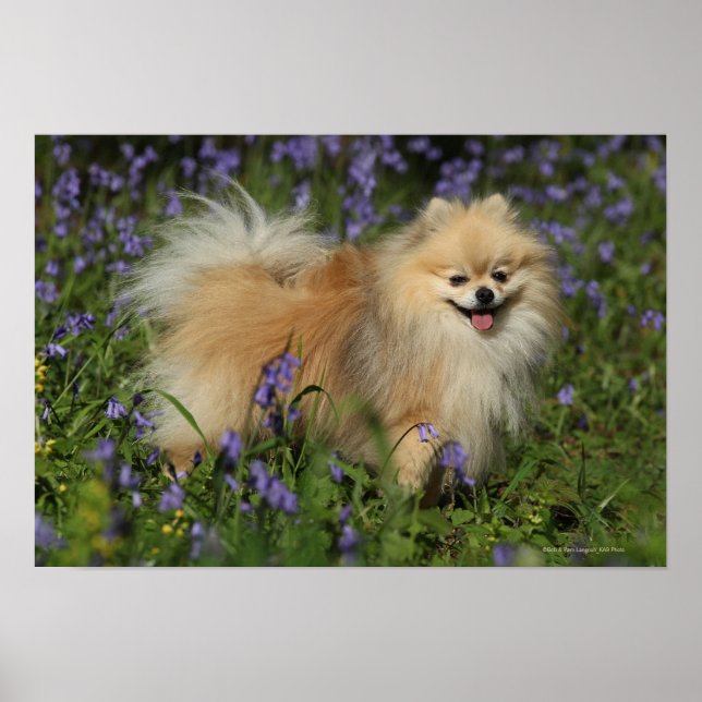 Póster Pomerania mira a la cámara en los Bluebells (Frente)
