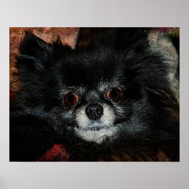 Póster Pomerania negra (Frente)
