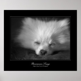 Póster Pomeranian Snooze, estilo galería Bella Artes