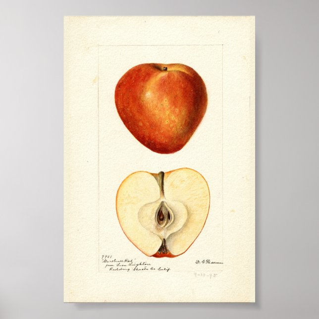 Póster Pomological Watercolor Marshall Red Scrapbook (Frente)