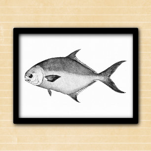 Póster Pompano ilustracion blanco y negro