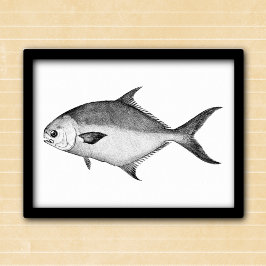 Póster Pompano ilustracion blanco y negro