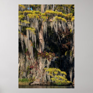 Póster Pond Cypress in Flooded Swamp