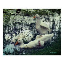 Pond Ducks Animales