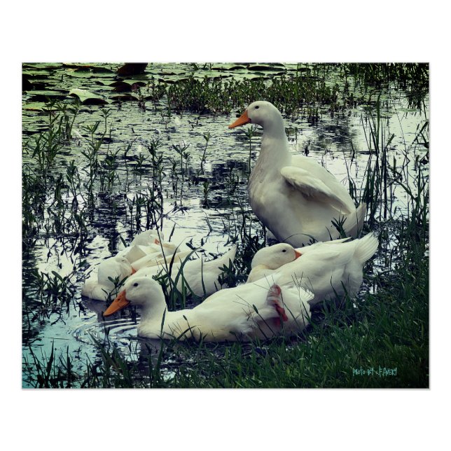 Póster Pond Ducks Animales (Anverso)